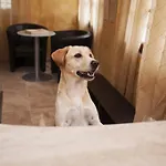 Conchiglia